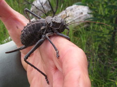 Hetrodes pupus