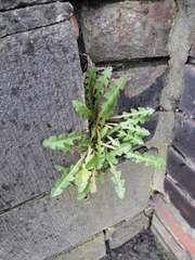 Taraxacum officinale