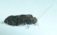 Nimbopsocus australis