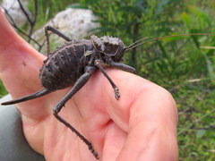 Hetrodes pupus