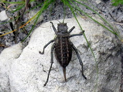 Hetrodes pupus