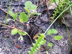 Hetrodes pupus