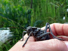 Hetrodes pupus