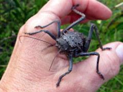 Hetrodes pupus