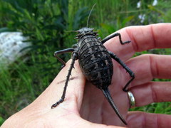 Hetrodes pupus