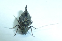 Nimbopsocus australis