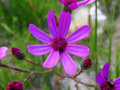 Senecio cymbalarifolius
