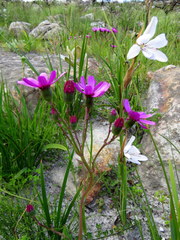 Senecio cymbalarifolius