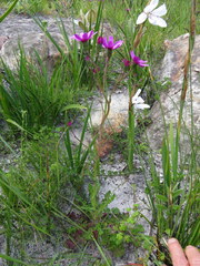 Senecio cymbalarifolius