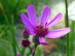 Senecio cymbalarifolius
