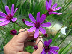 Senecio cymbalarifolius