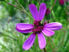 Senecio cymbalarifolius