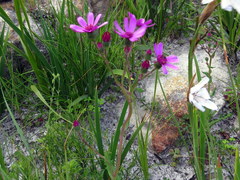 Senecio cymbalarifolius