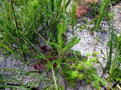 Senecio cymbalarifolius
