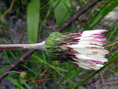 Gerbera wrightii