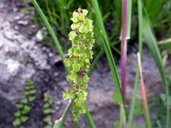 Rumex cordatus