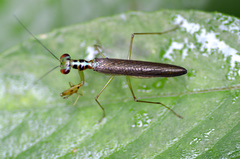 Hapalopezella maculata