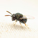 Perilampus chrysopae - Photo (c) Mason S., some rights reserved (CC BY-NC), uploaded by Mason S.