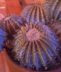 Echinocactus