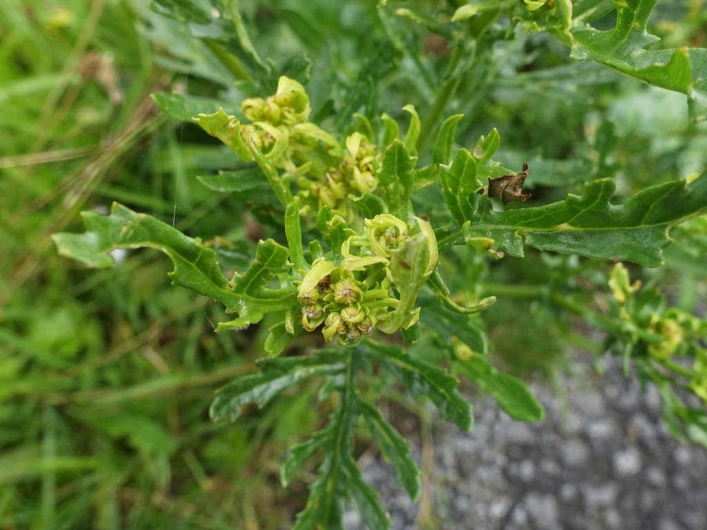 Aceria leioprocta