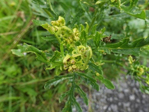 Aceria leioprocta