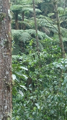 Hypopyrrhus pyrohypogaster