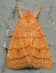 Pyreferra hesperidago