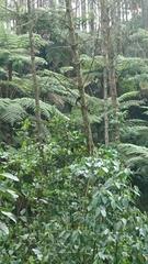 Hypopyrrhus pyrohypogaster