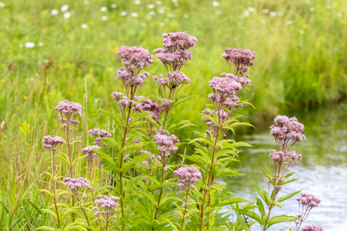 Eutrochium maculatum