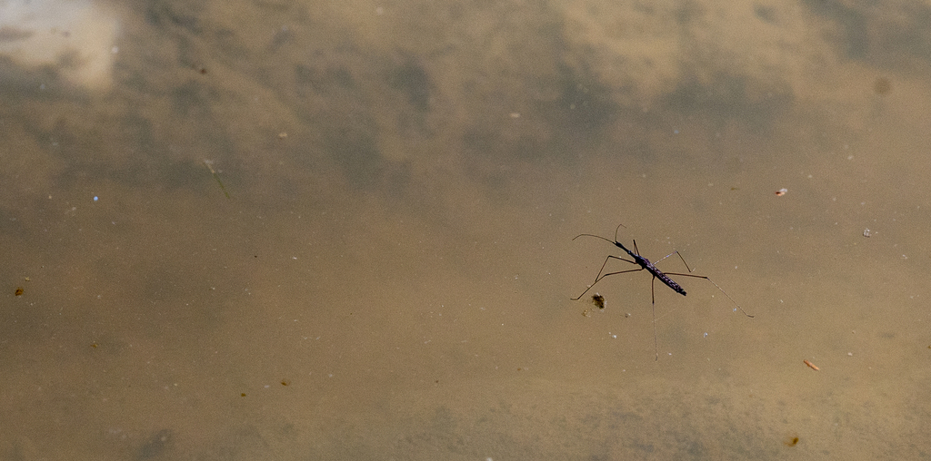 Common Water Measurer from Bruck an der Leitha, Österreich on August 11 ...