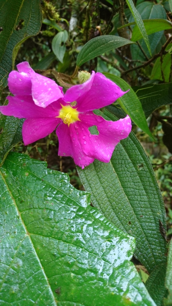Cyphostyleae