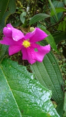 Allomaieta villosa