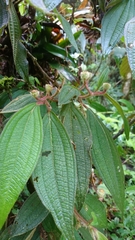 Allomaieta villosa