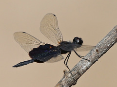 Rhyothemis semihyalina