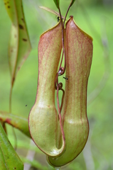 Nepenthes distillatoria