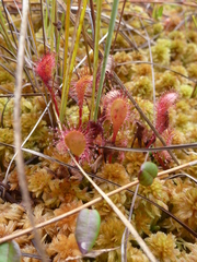 Drosera × obovata