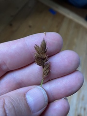 Carex scoparia image