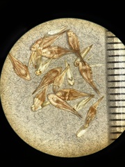 Carex scoparia image