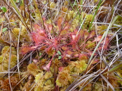 Drosera × obovata