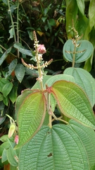 Miconia aeruginosa