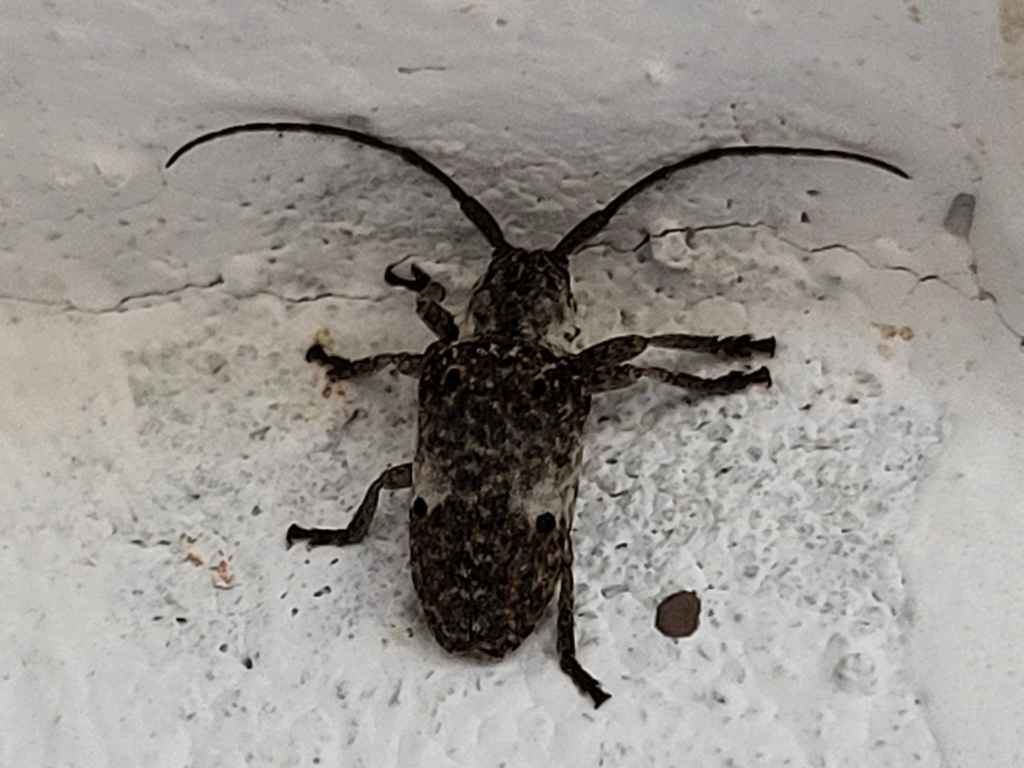 Crossotus albicollis