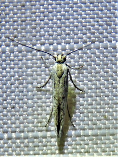 Neoscythris fissirostris photo 4