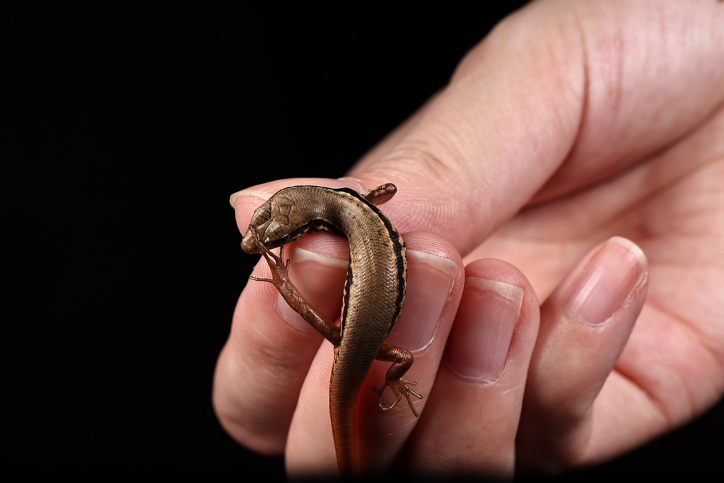 Indian Forest Skink in August 2023 by Pintsen JIN · iNaturalist