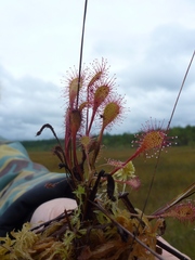 Drosera × obovata