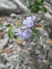 Loeselia coerulea