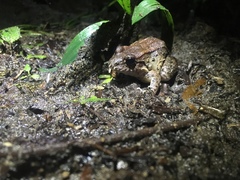 Leptodactylus ventrimaculatus