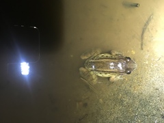 Leptodactylus ventrimaculatus