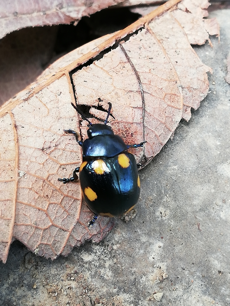Labidomera suturella