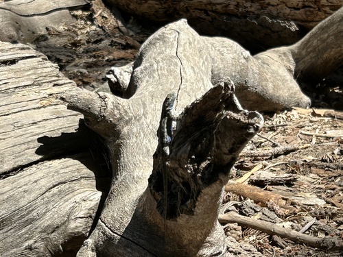 iNaturalist observation photo of Western Fence Lizard
