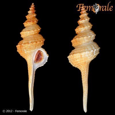 Coluzea